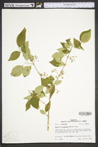 Forestiera acuminata image