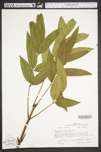 Fraxinus caroliniana image