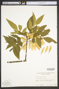 Fraxinus caroliniana image