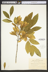 Fraxinus caroliniana image