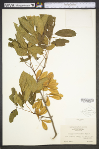 Fraxinus caroliniana image