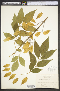 Fraxinus caroliniana image