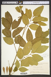 Fraxinus caroliniana image