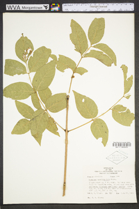 Fraxinus quadrangulata image