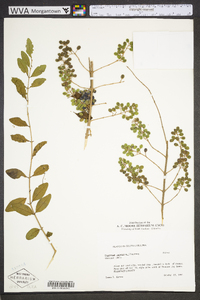 Ligustrum japonicum image