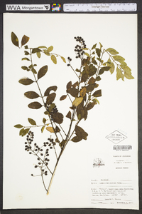 Ligustrum sinense image