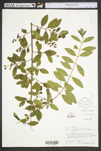 Ligustrum sinense image