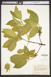 Osmanthus americanus image