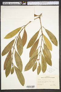 Osmanthus americanus image