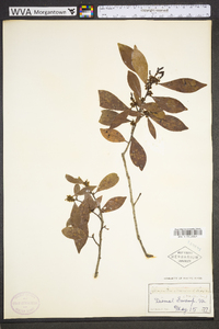 Osmanthus americanus image