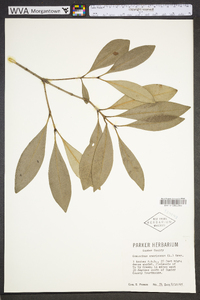 Osmanthus americanus image