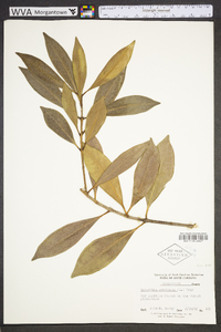 Osmanthus americanus image