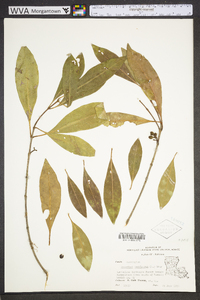 Osmanthus americanus image