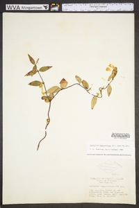 Gelsemium sempervirens image