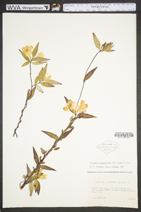 Gelsemium sempervirens image