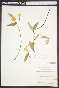 Gelsemium sempervirens image