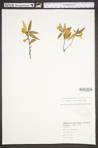 Gelsemium sempervirens image