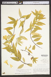 Gelsemium sempervirens image