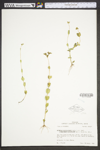 Mitreola sessilifolia image