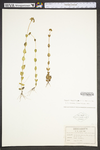 Mitreola sessilifolia image