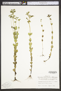 Mitreola sessilifolia image