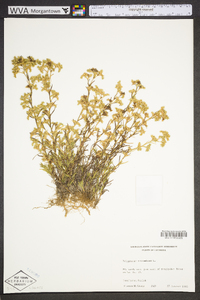 Polypremum procumbens image