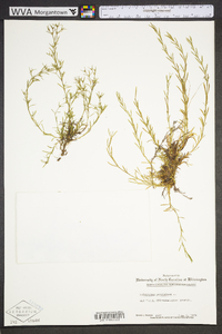 Polypremum procumbens image