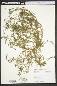 Polypremum procumbens image