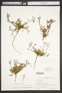 Polypremum procumbens image