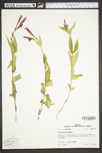 Spigelia marilandica image