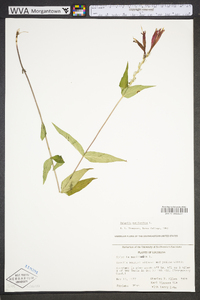 Spigelia marilandica image