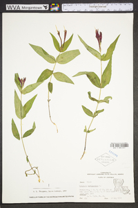 Spigelia marilandica image