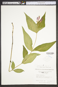 Spigelia marilandica image