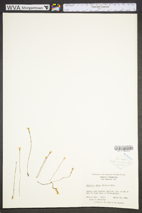 Bartonia verna image