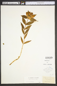 Gentiana clausa image