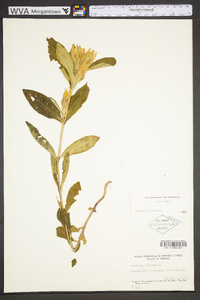 Gentiana villosa image