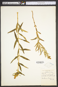 Gentiana linearis image