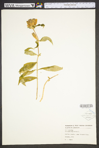 Gentiana saponaria image