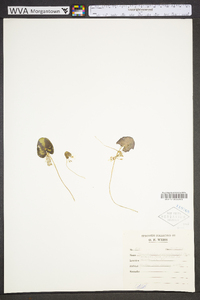 Nymphoides cordata image