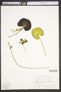 Nymphoides cordata image