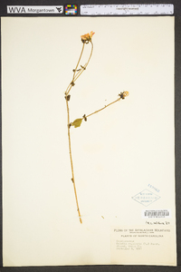 Sabatia angularis image