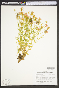 Sabatia campestris image