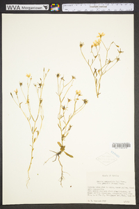 Sabatia campanulata image