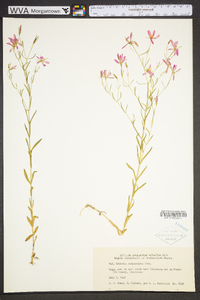 Sabatia campanulata image