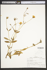 Sabatia campanulata image