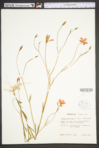 Sabatia campanulata image