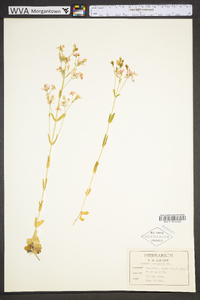 Sabatia brachiata image