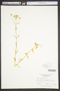 Sabatia quadrangula image