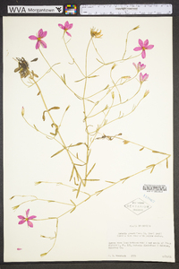 Sabatia grandiflora image