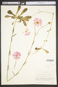 Sabatia dodecandra image